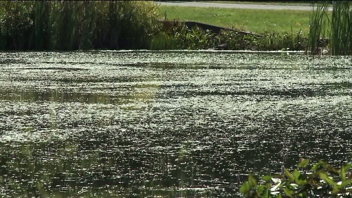 Overgrown Weeds around Pond Frustrate Fishermen