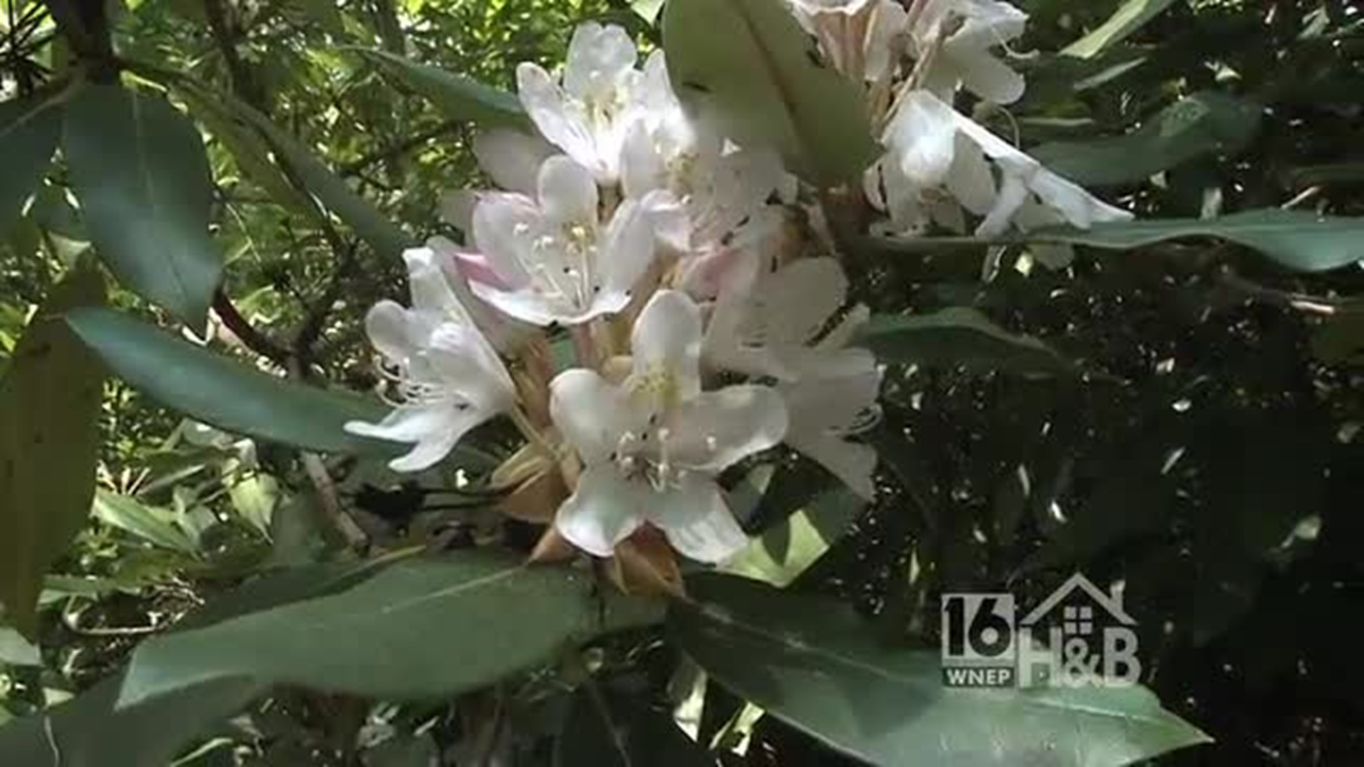 Mike's Wild Rhododendron