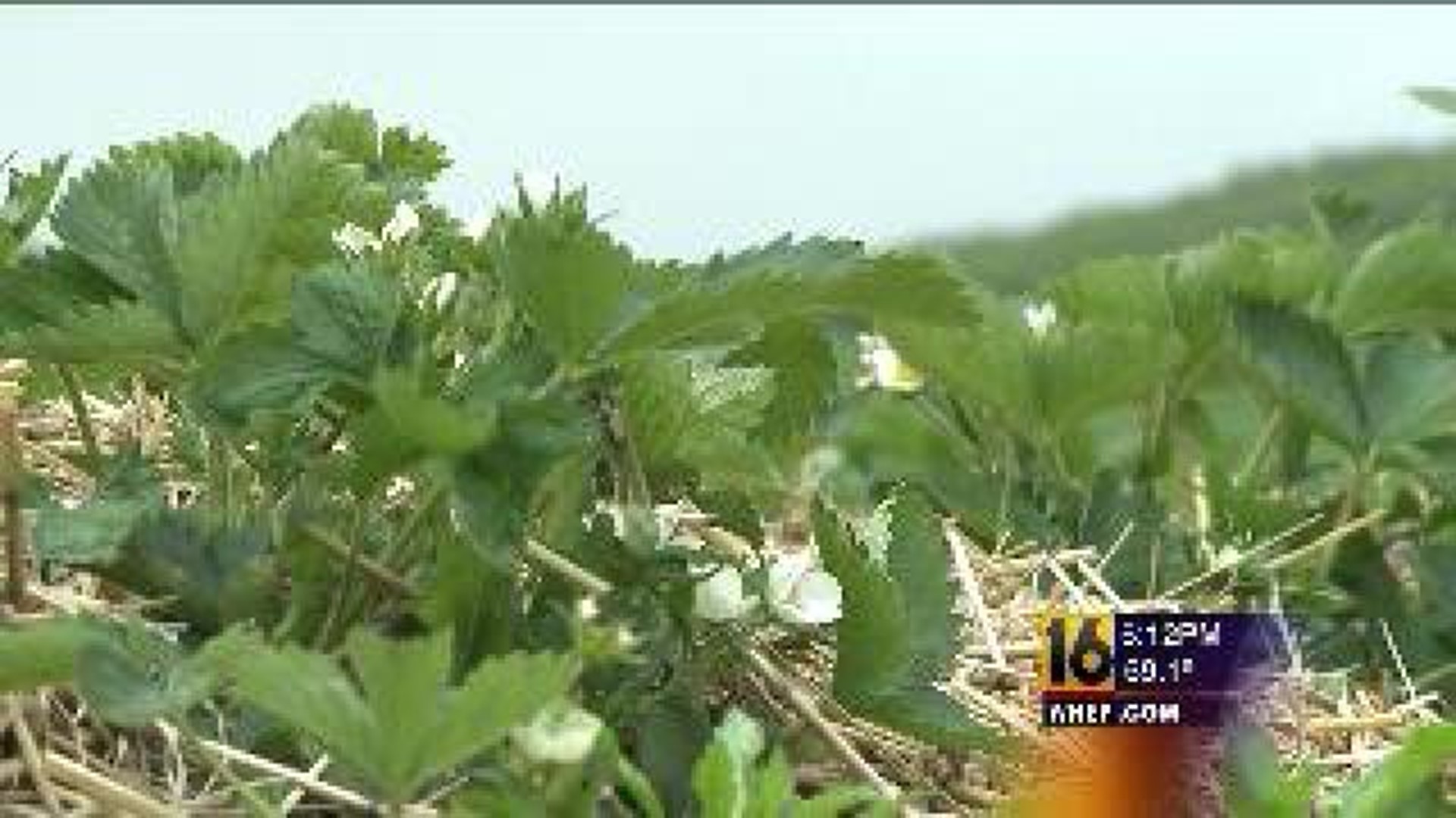 Crop Predictions Mixed In Schuylkill County