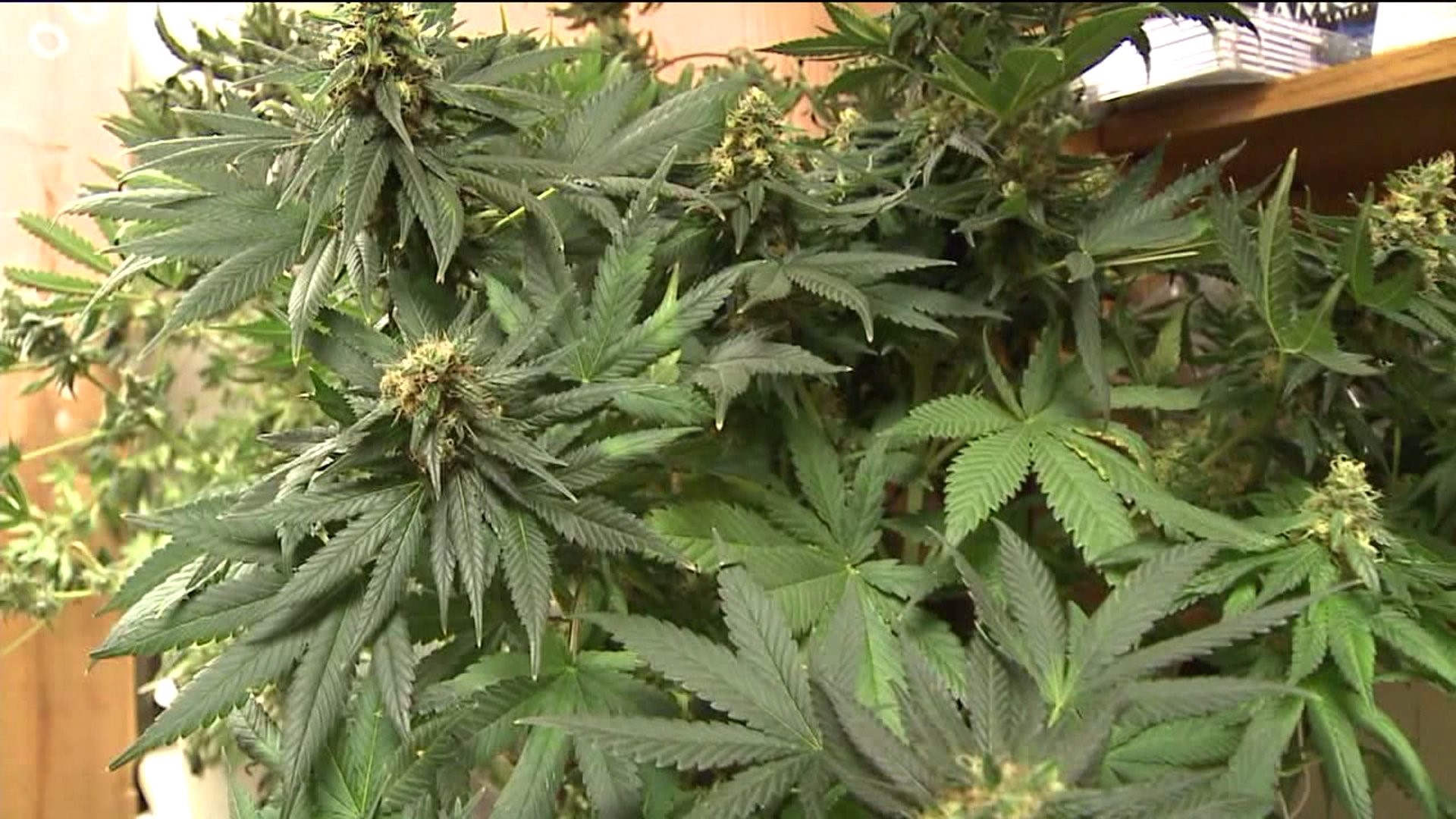 Dry Leaf Medical Marijuana Coming to State Dispensaries