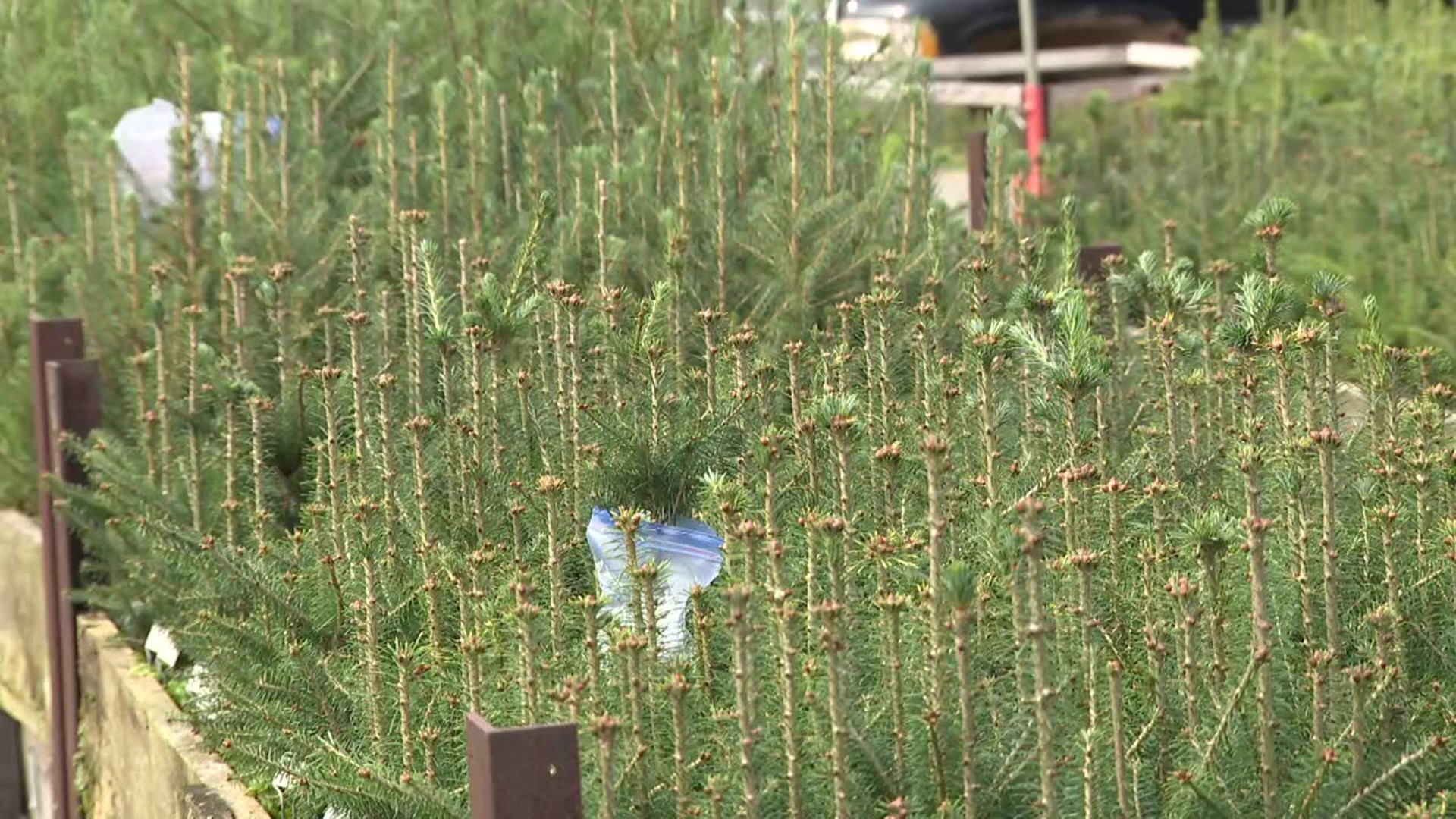 A Christmas tree farmer in Carbon County has been on a mission over the last few years to grow his own trees from seeds, a process that takes years to complete.