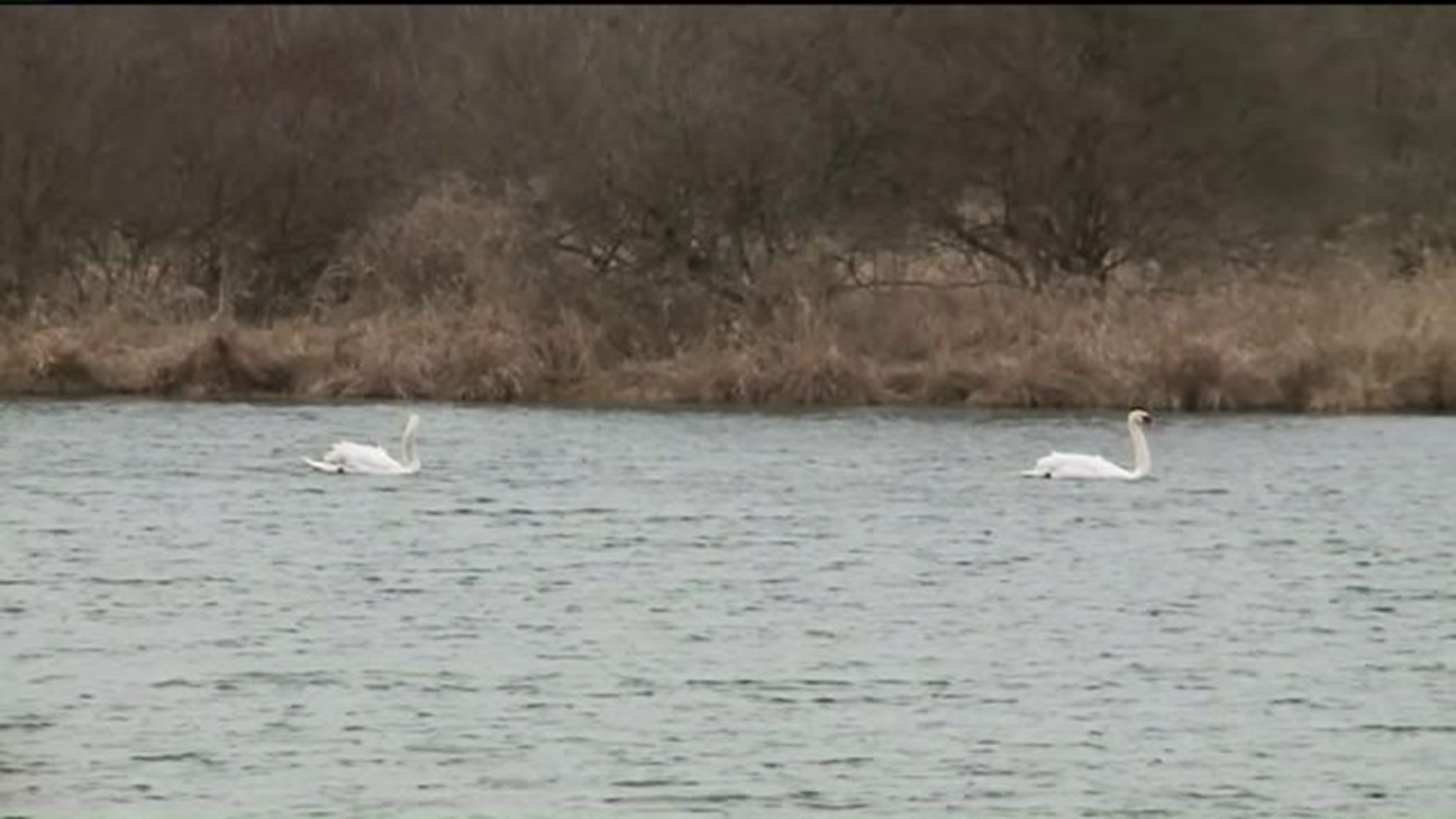 No Charges in Swan Hunt in the Poconos
