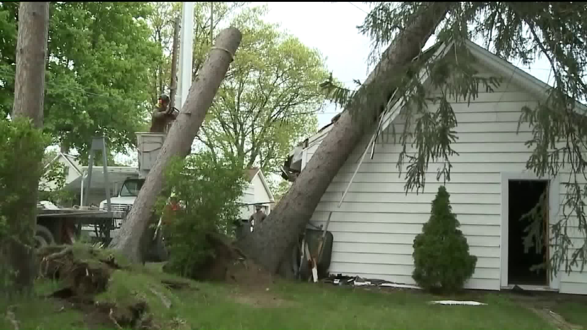 Tree Removal Business Busy After Storm