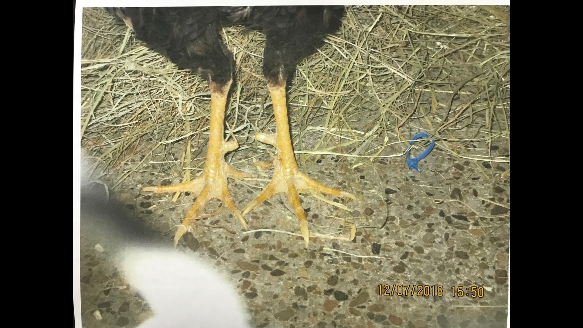 Roosters in the Post Office Lead to Hazleton Cockfighting Ring