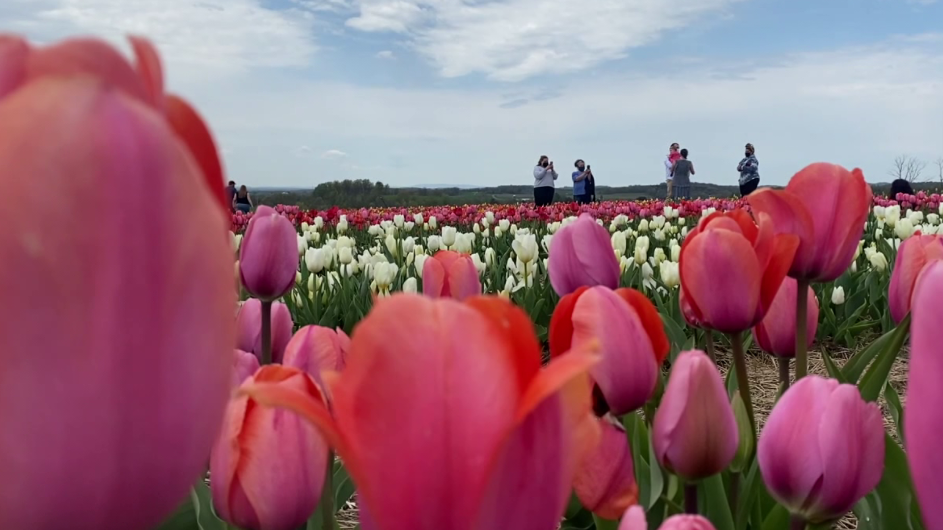 More than 350,000 flowers are in bloom.