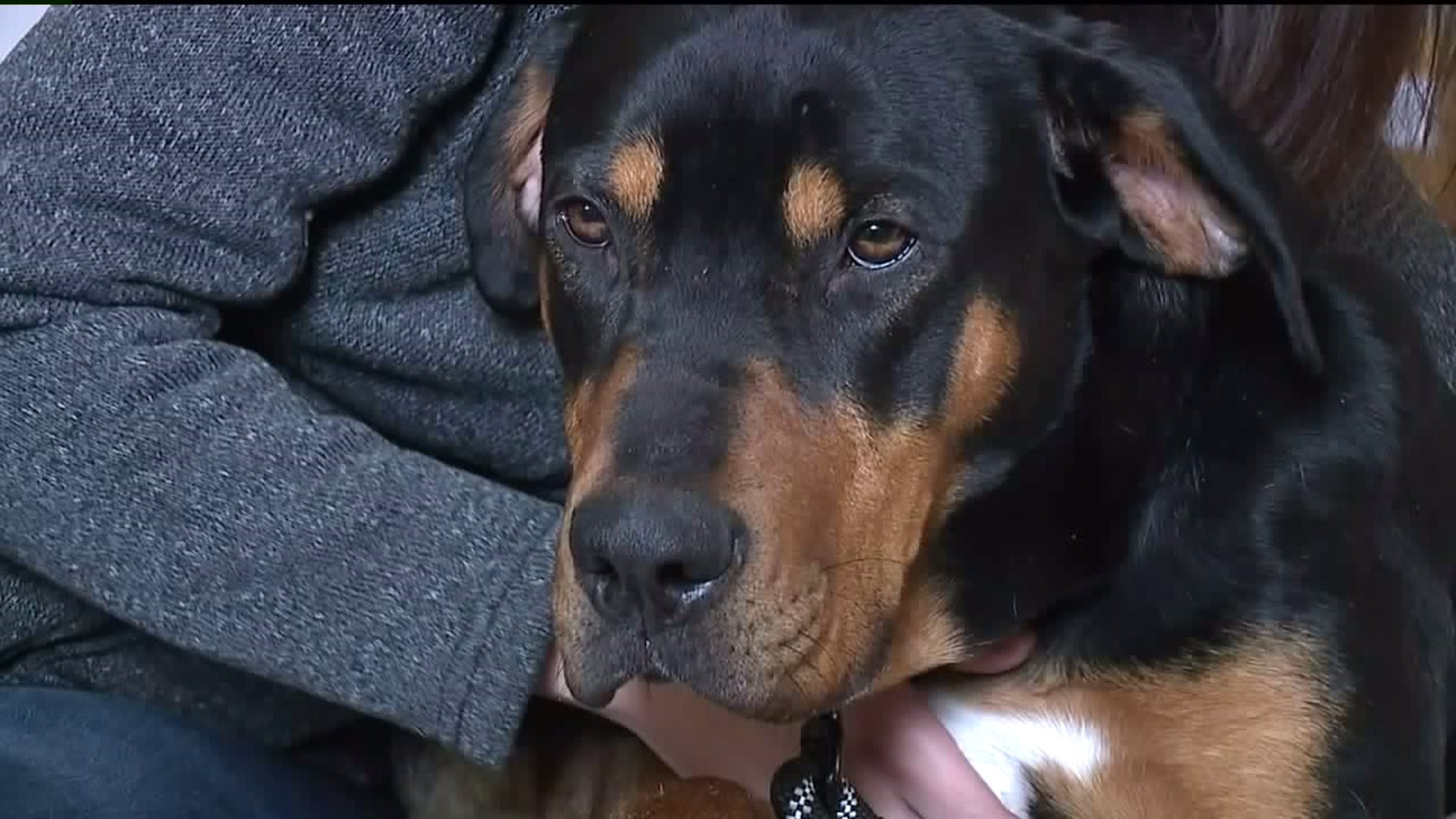 Owner Thankful After Finding Dog Lost in Crash