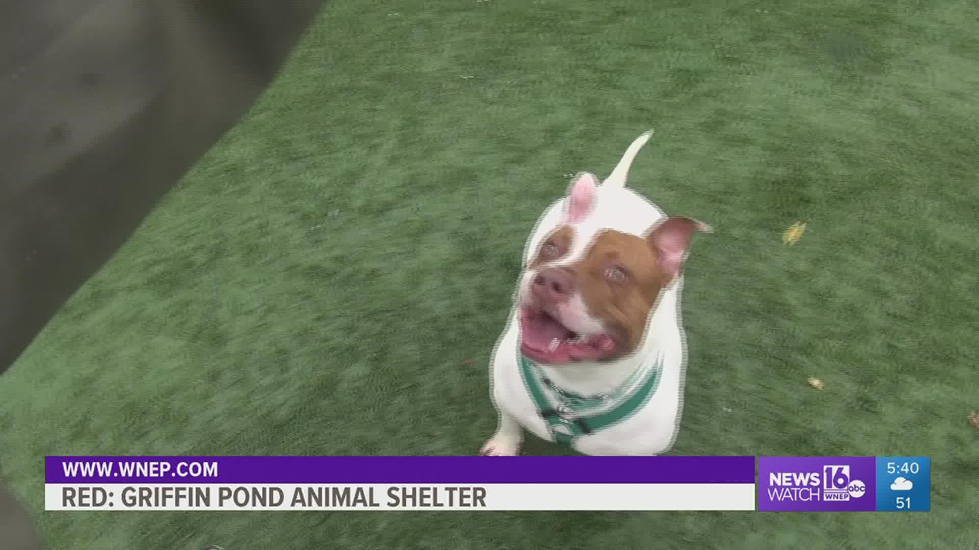 In this week's 16 To The Rescue, we meet a 3-year-old Pit Bull mix who has been in the shelter for quite some time. Newswatch 16's Ally Gallo introduces us to Red.