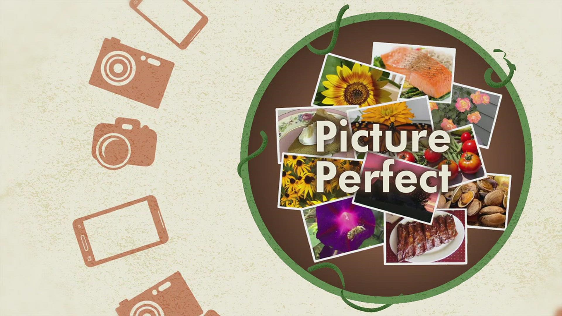 Picture Perfect: 9-18-21
