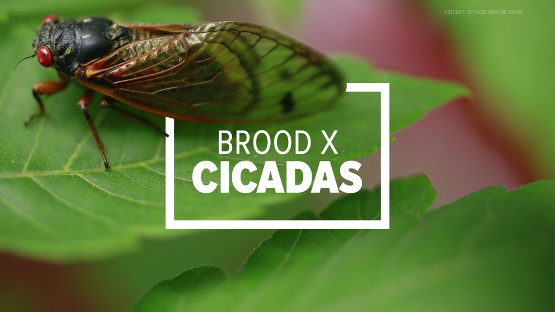 Brood X cicada expected to emerge soon - Vimarsana News