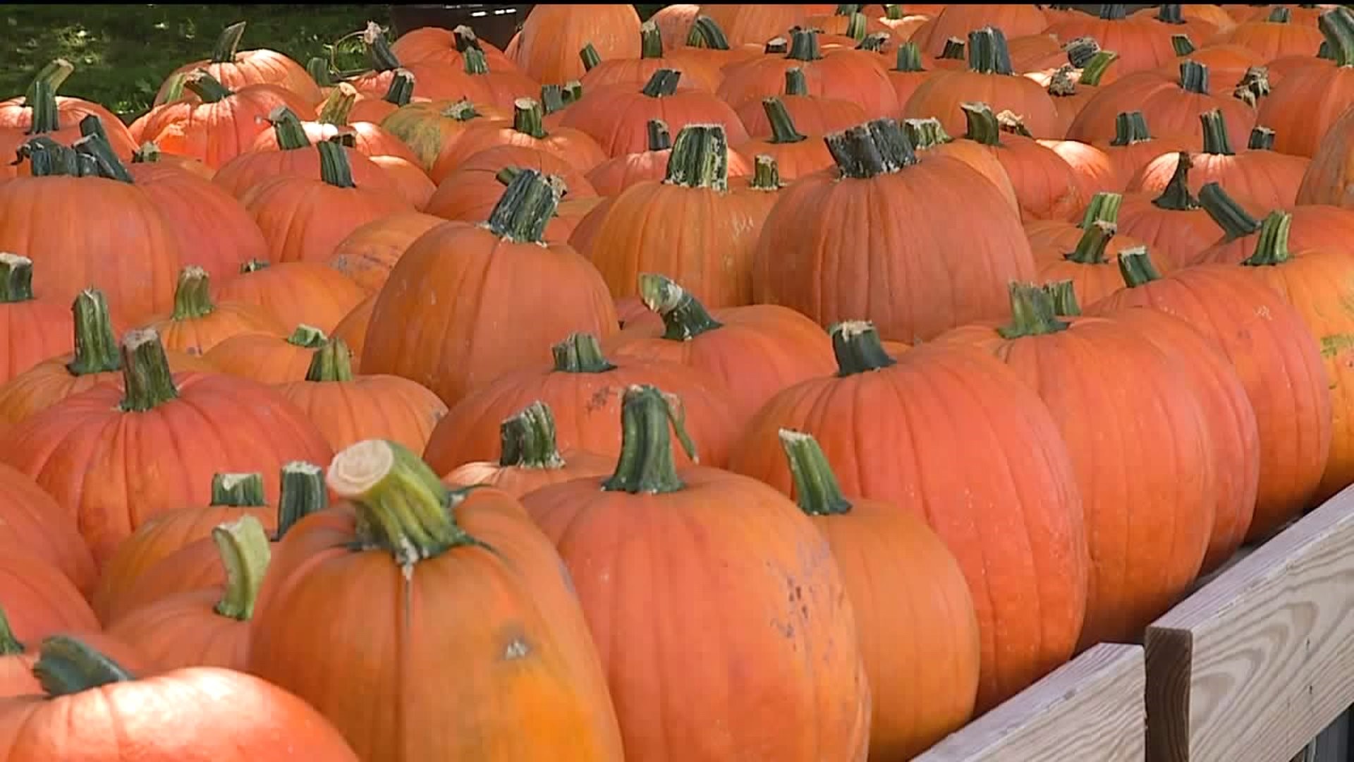 Pumpkins for Pigs: Recycling Your Halloween Leftovers