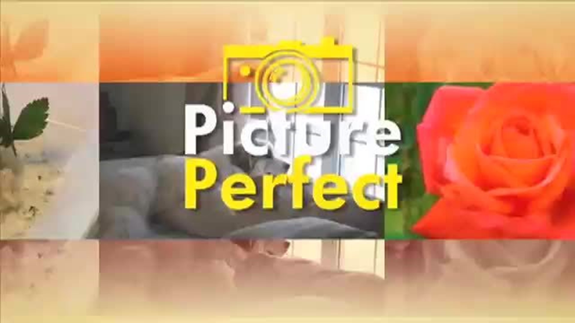 Picture Perfect 12-7-13