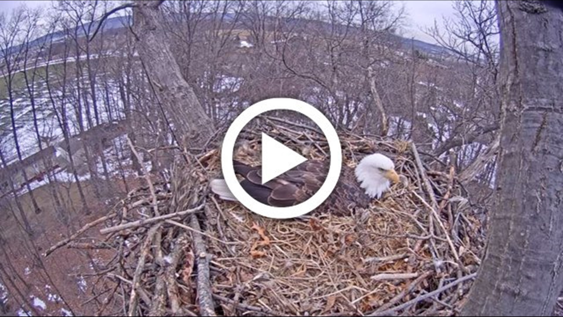 Watch Live Pennsylvania Game Commission Eagle Cam
