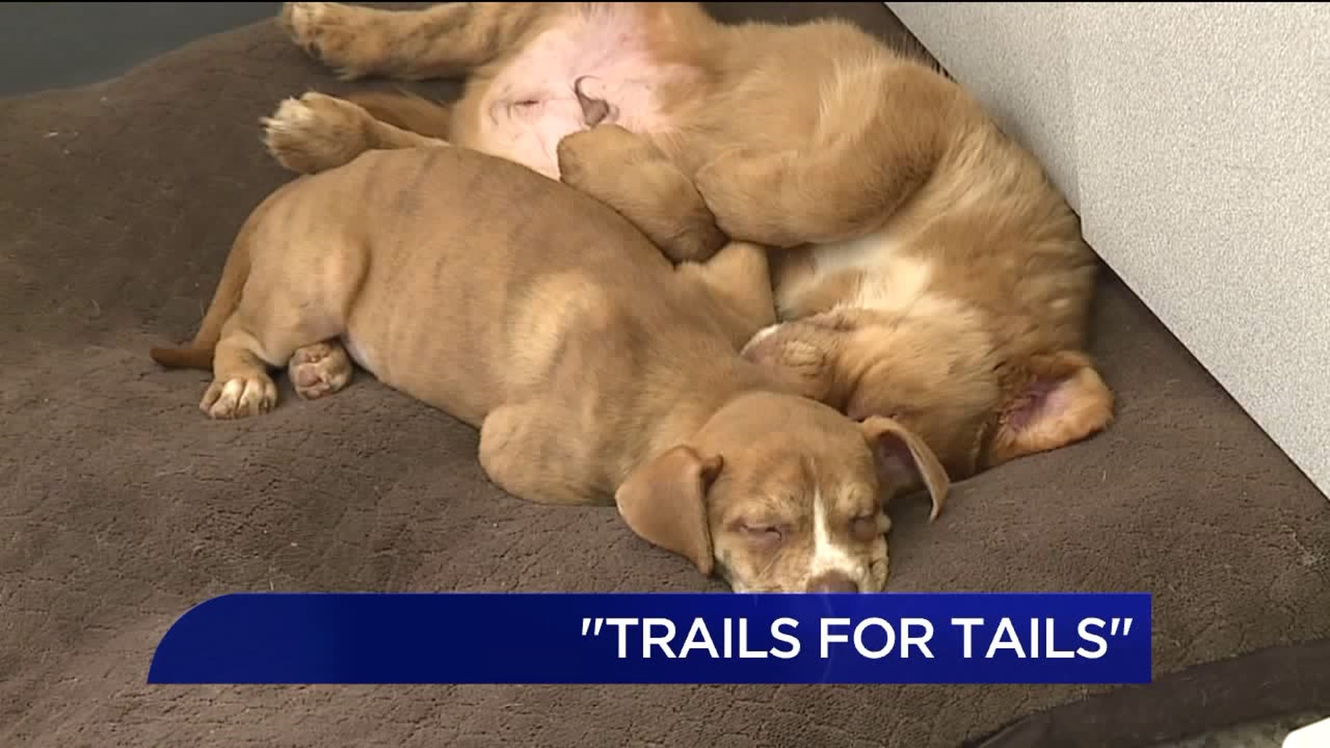 Trails for Tails Fundraiser