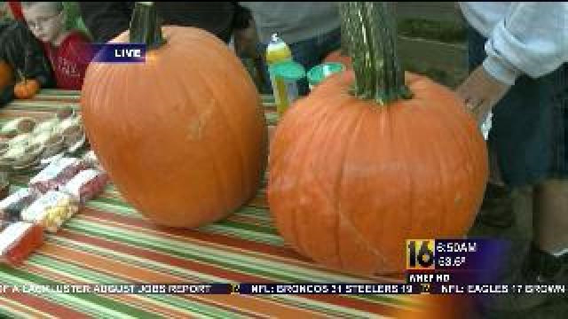 Gourd Growing: Tips To Preserve Your Pumpkin