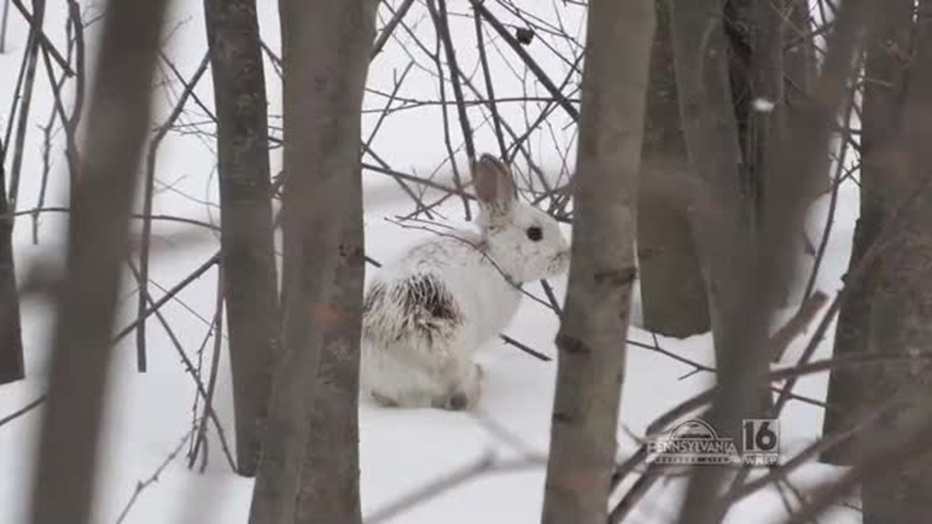 Snowshoe Hare Research