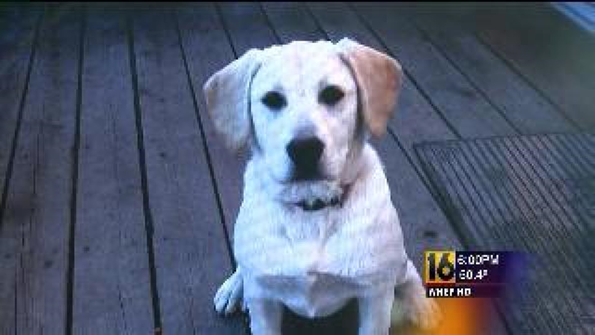 Woman Admits to Killing Dog Near Danville