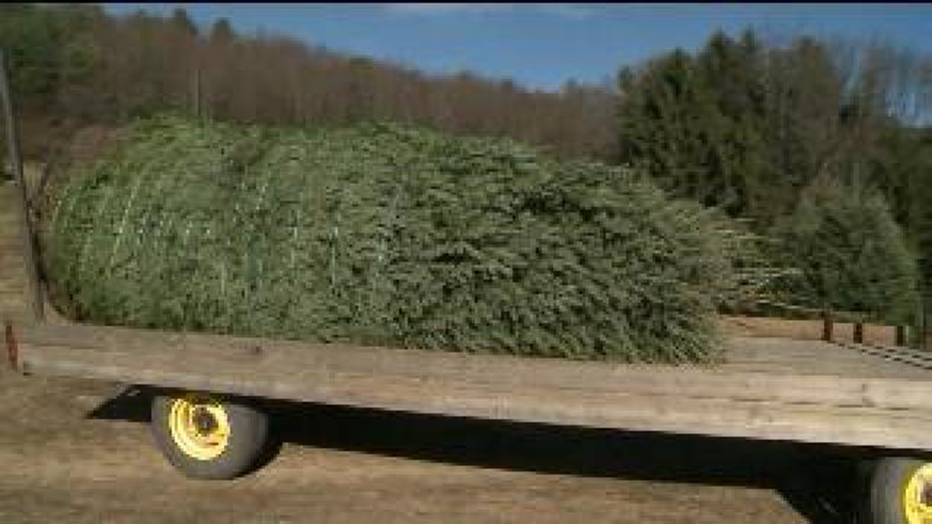 White House Christmas Tree Grown In Carbon County