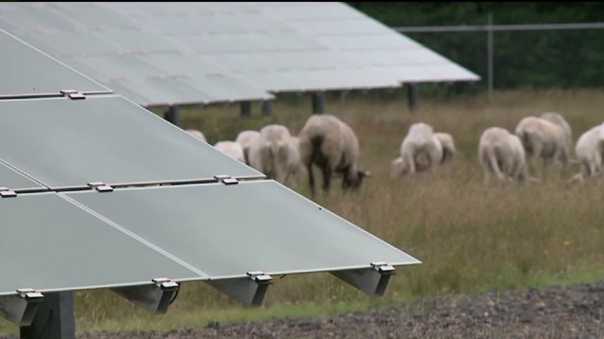 Power to Save: Raceway Hits Major Milestone at Solar Farm