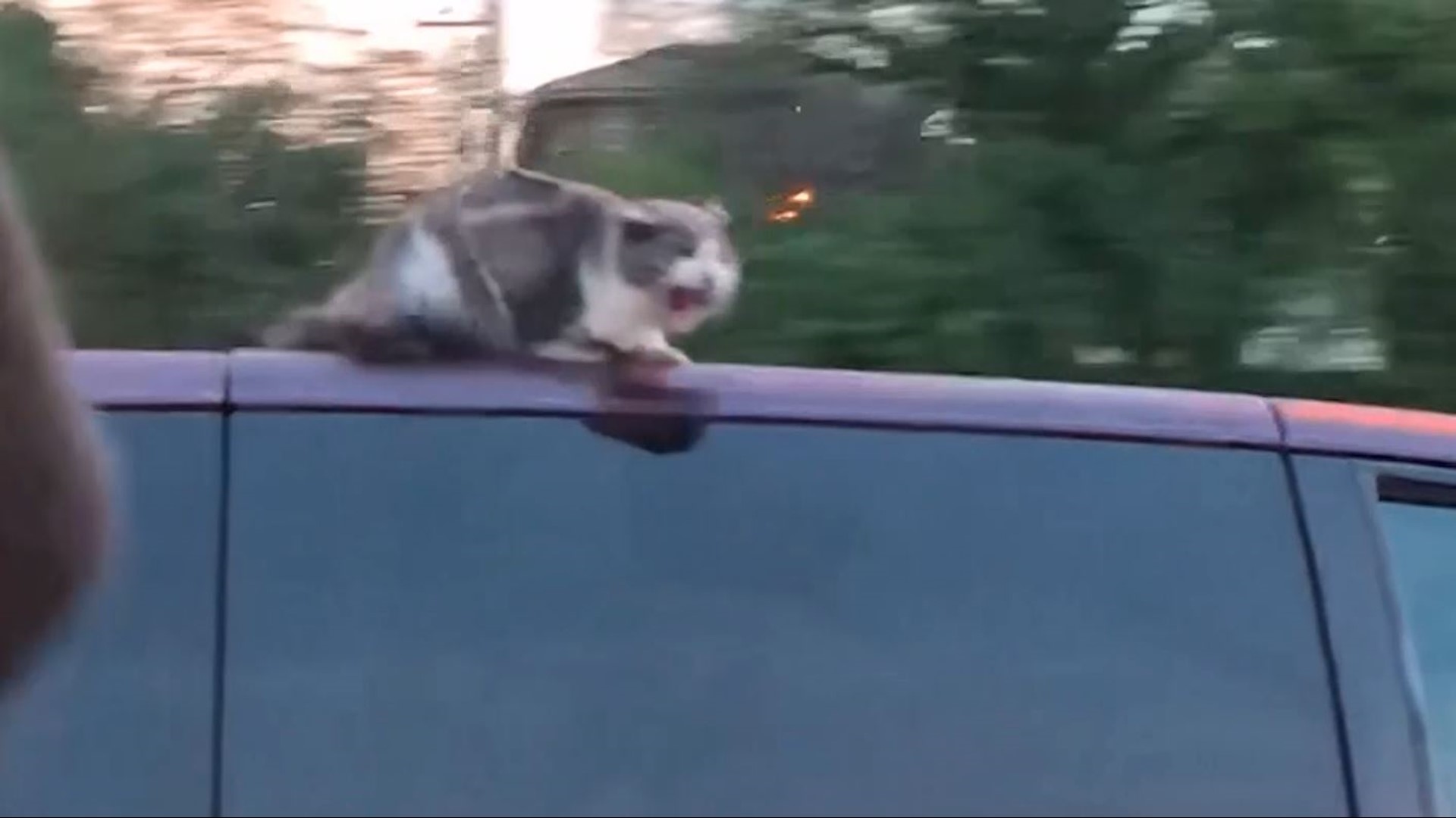 Wild video shows cat hanging onto van's roof at 60 mph