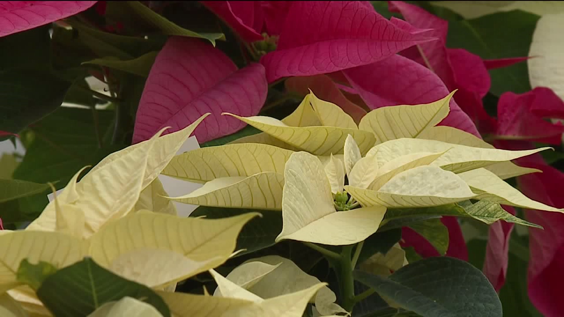 Greenhouse Project Selling Poinsettias and Wreaths
