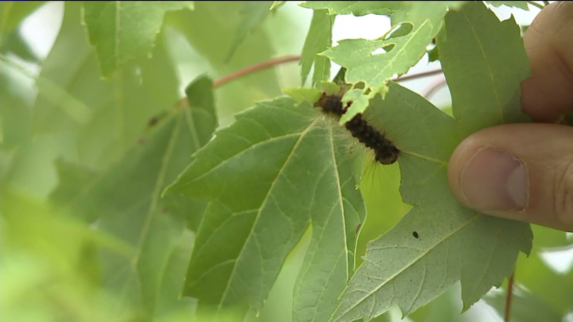 Residents Itching to Get Rid of RashCausing Caterpillar