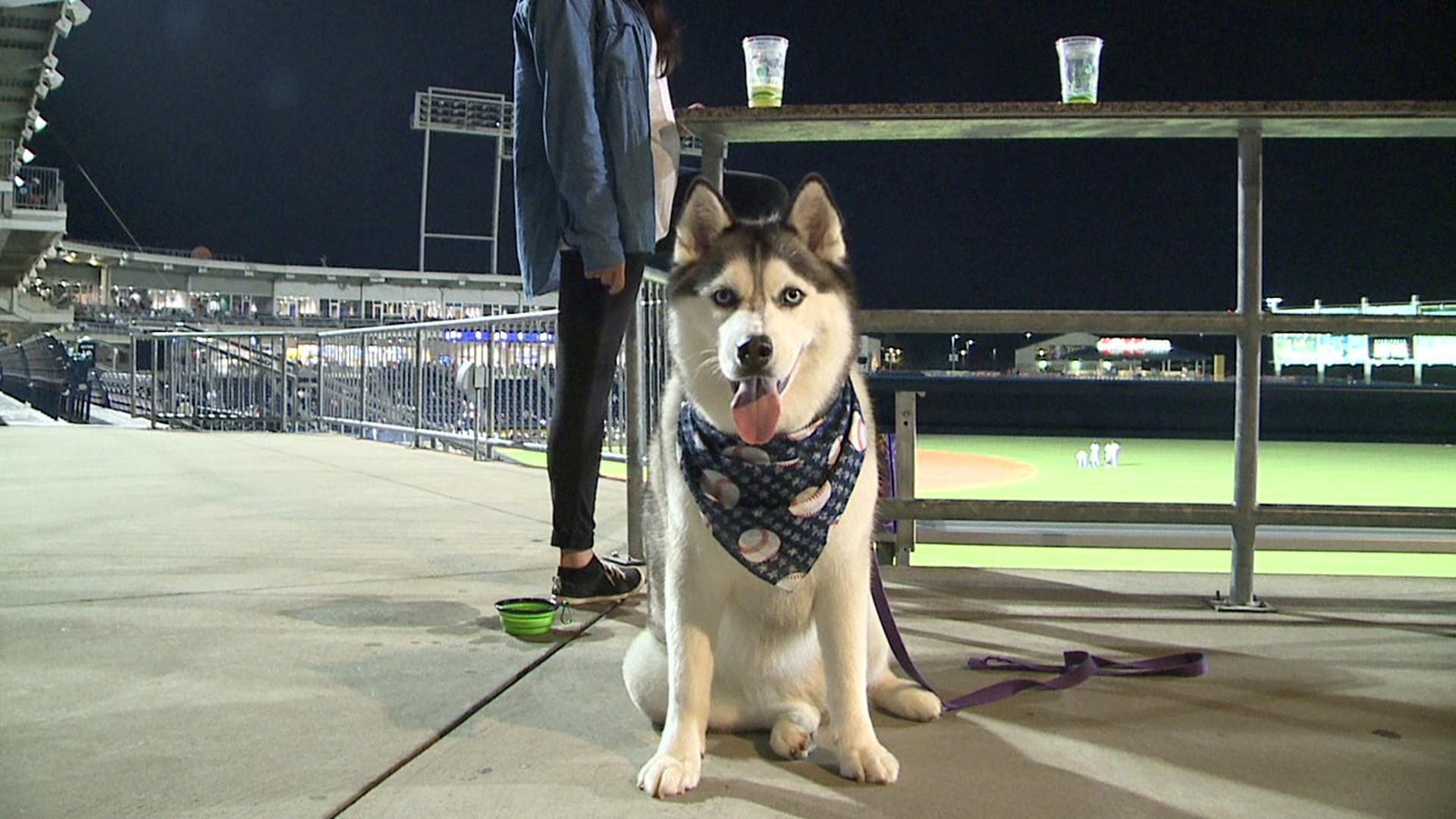 For every Wednesday home game, fans were allowed to bring their dogs to roam around the ballpark.