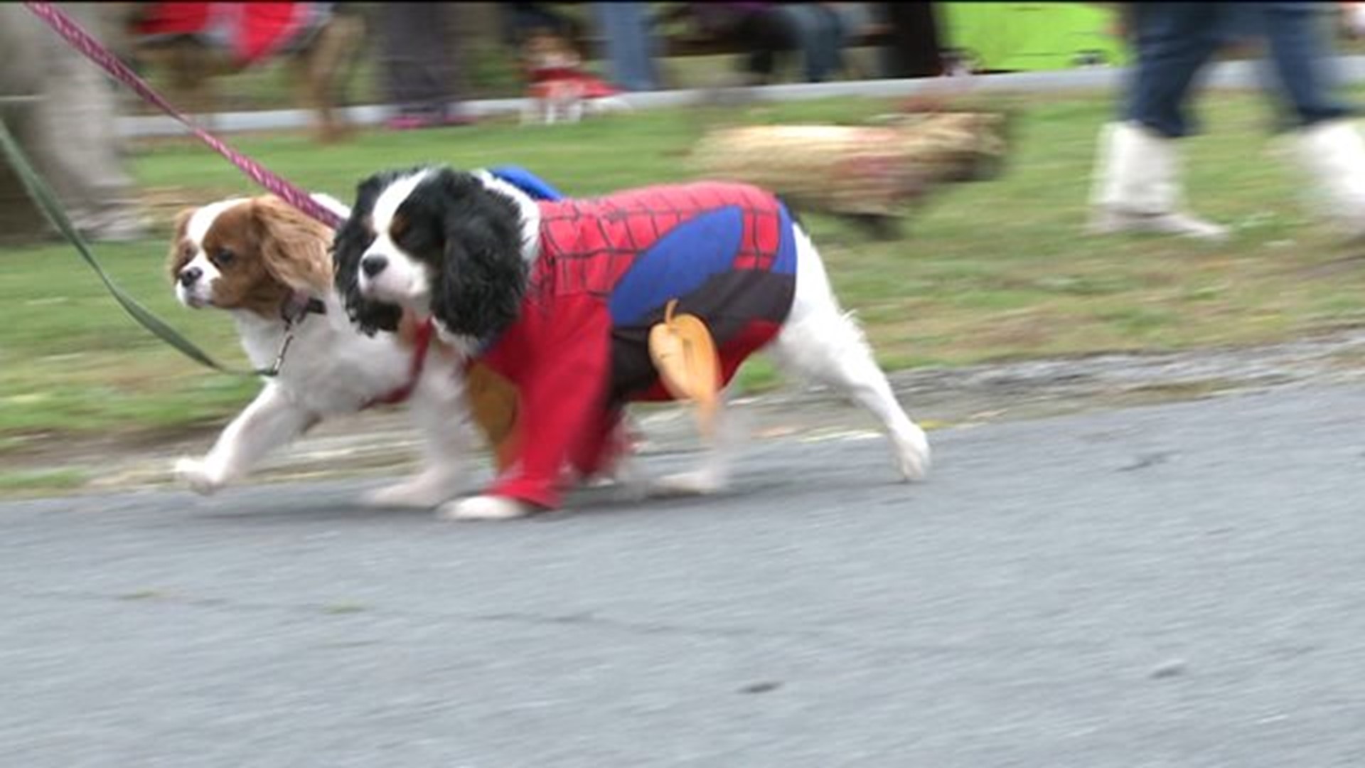 Pets, Owners Paraded in their Halloween Costumes