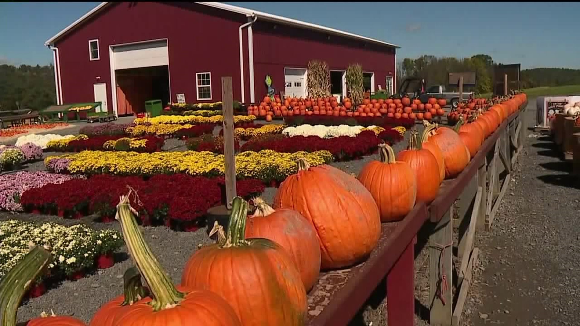 Good Year for Pumpkin Patch in Monroe County