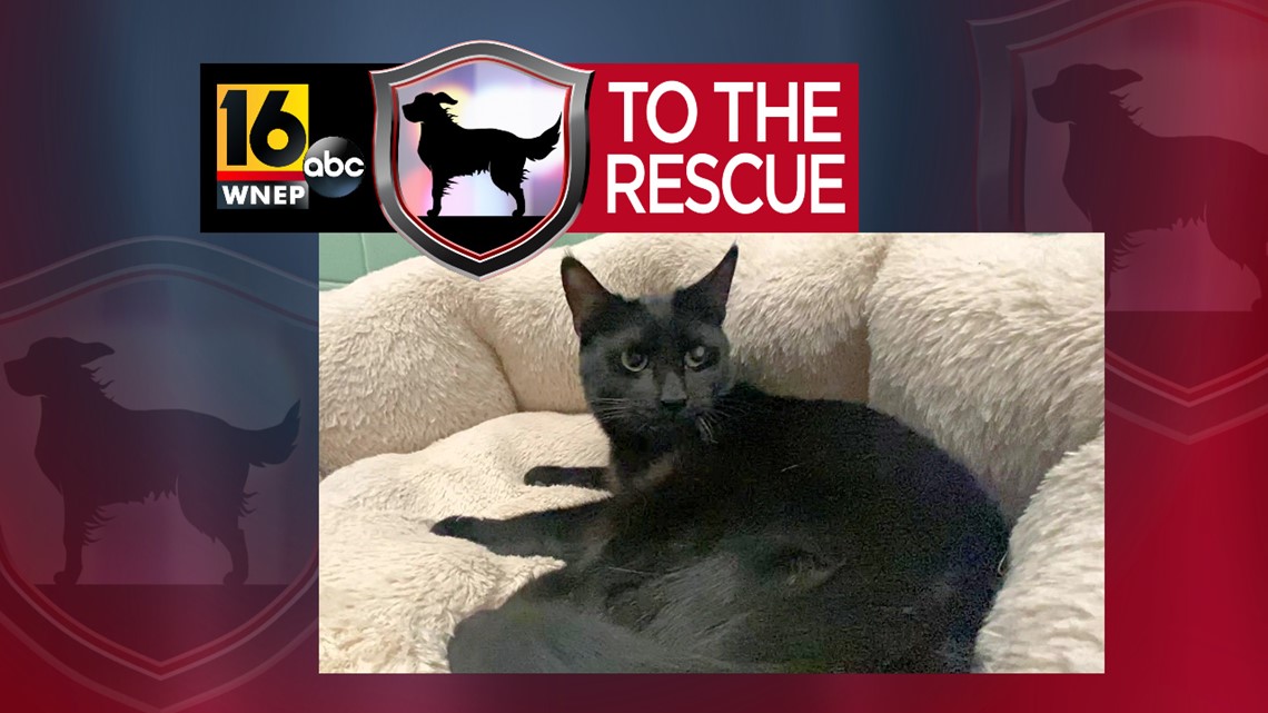 16 To The Rescue: Shiloh