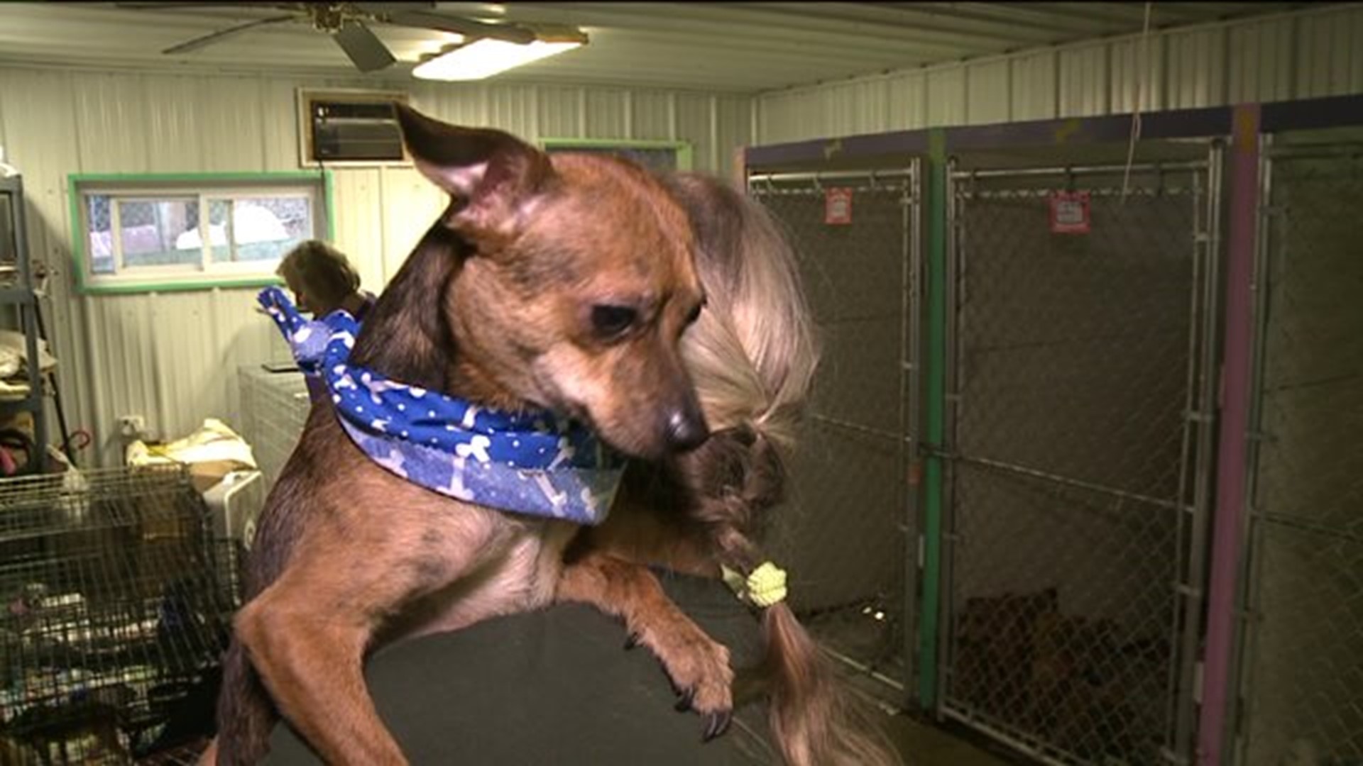 Dogs and Cats Surrendered to Animal Shelter