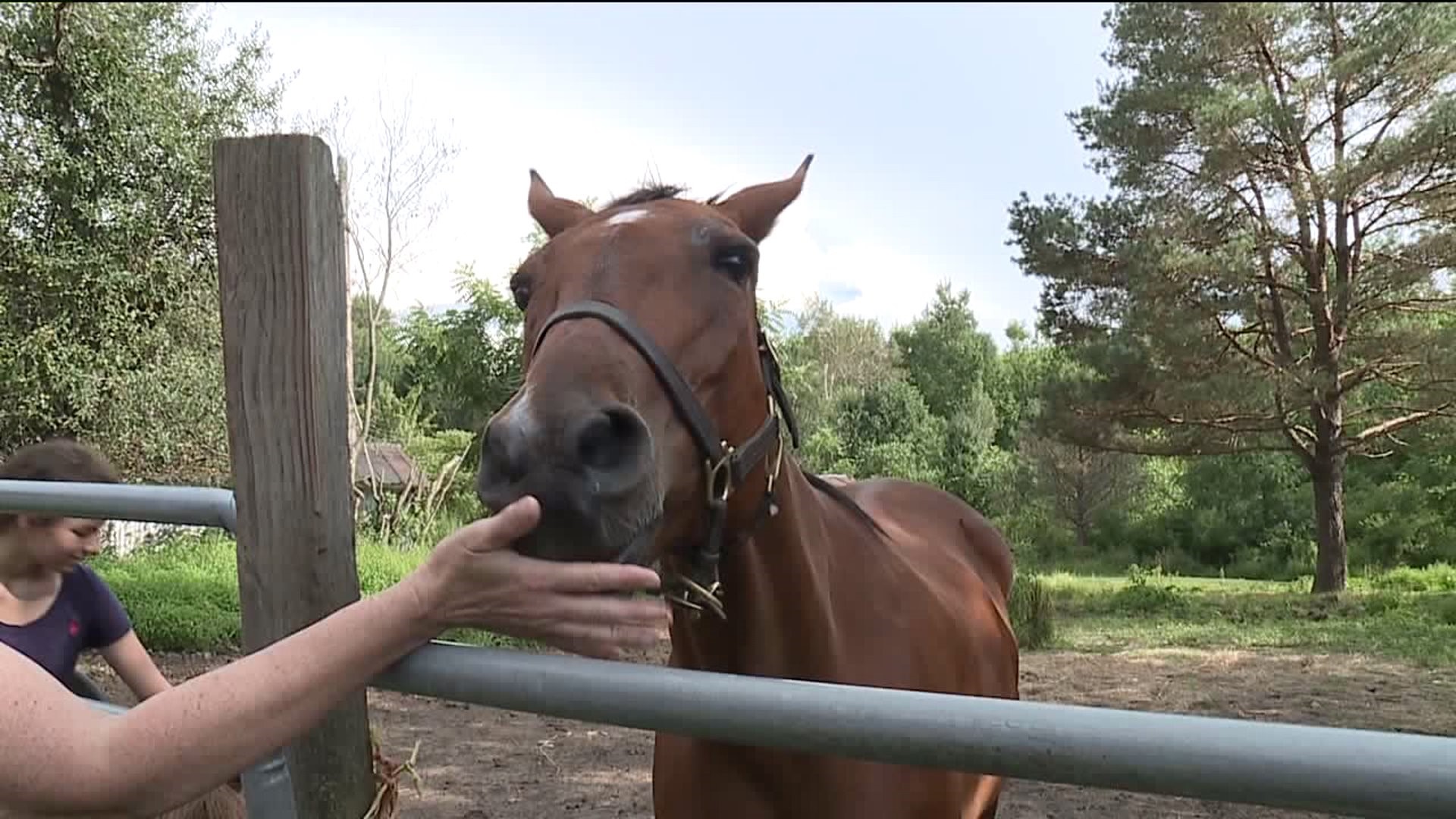 Horse Rescued After Back Leg Falls Through Barn Floor