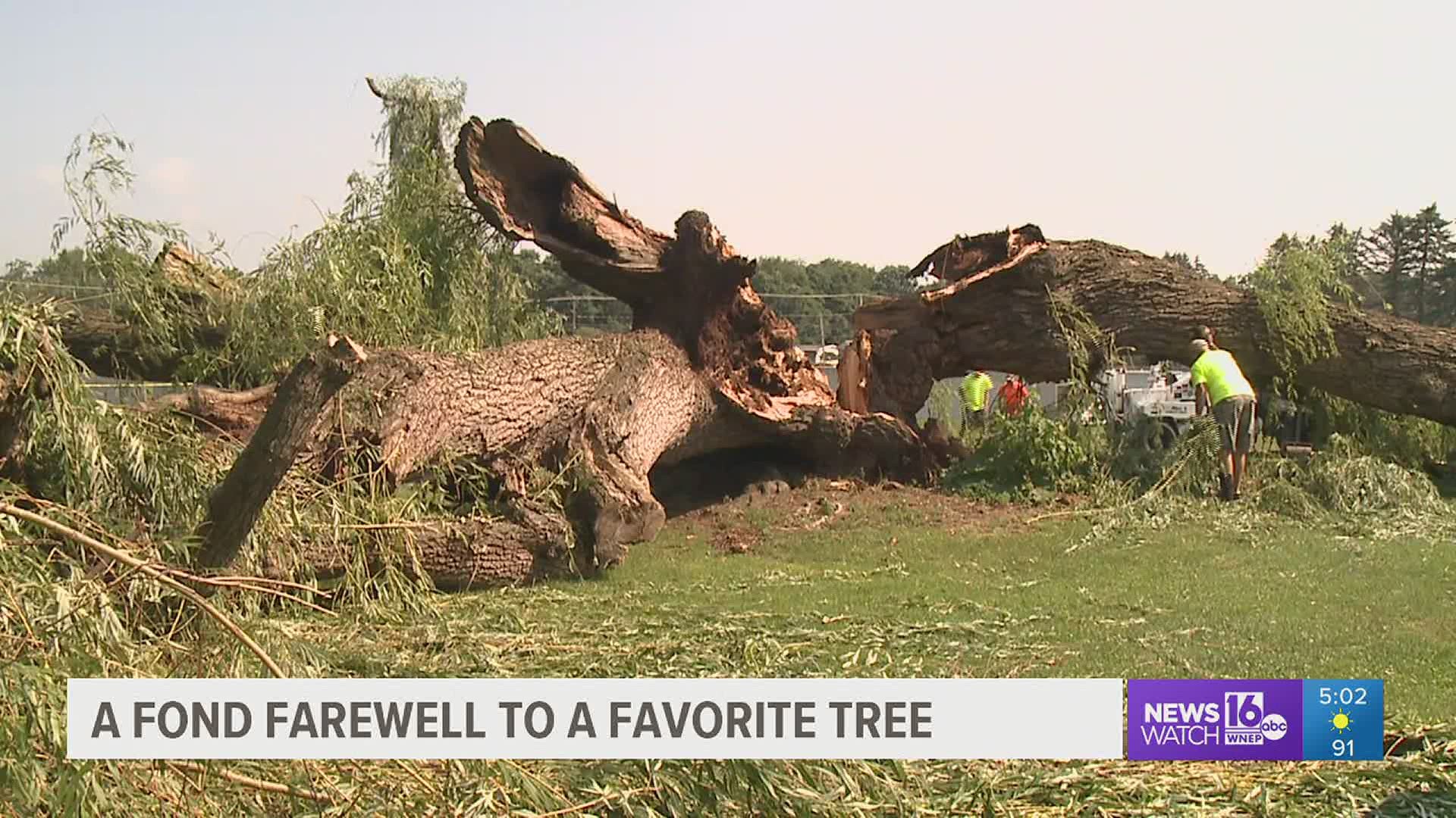 Stormy weather in part of Luzerne County Tuesday took one neighborhood's favorite tree along with it. Newswatch 16's Chelsea Strub shows us the damage.