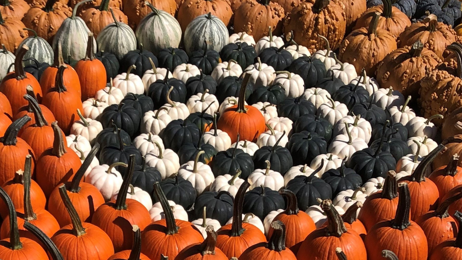 Autumn has arrived, and with it, the reinvention of a fall attraction in Wyoming County.