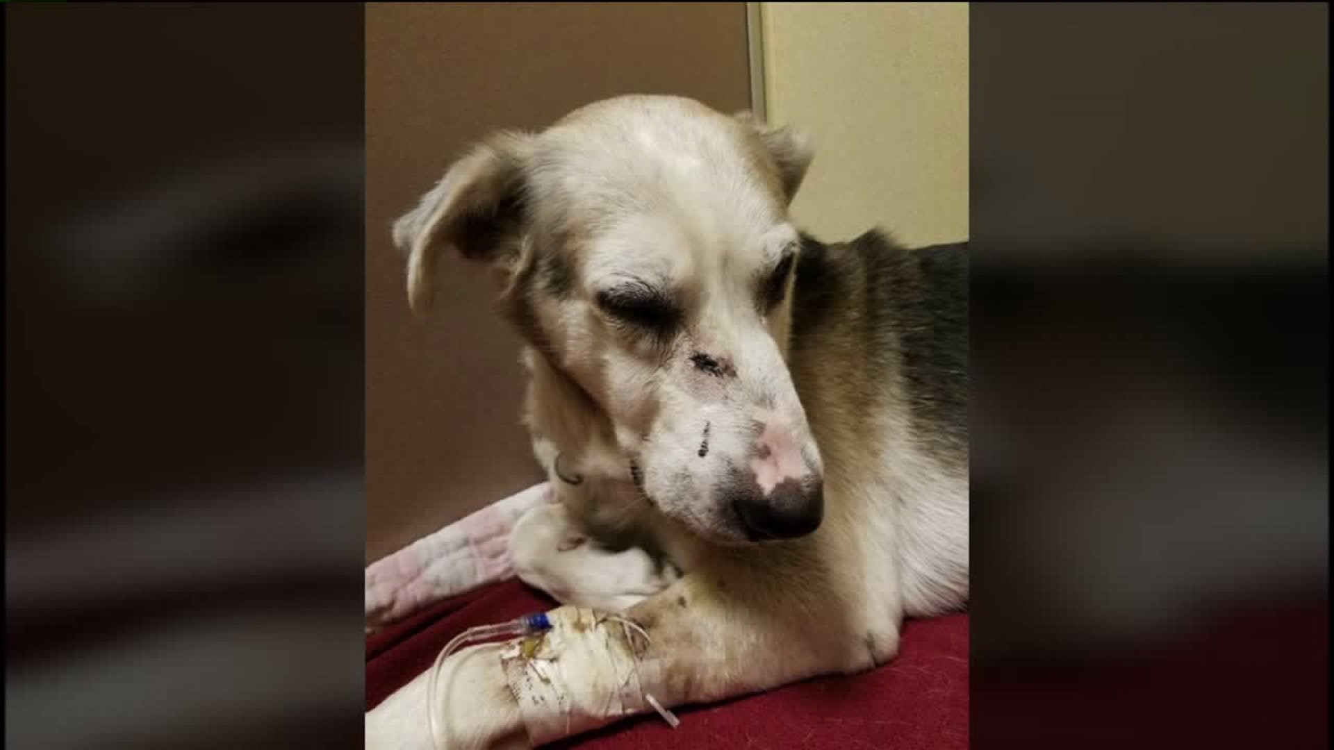 Man Arrested for Shooting Dog in the Face