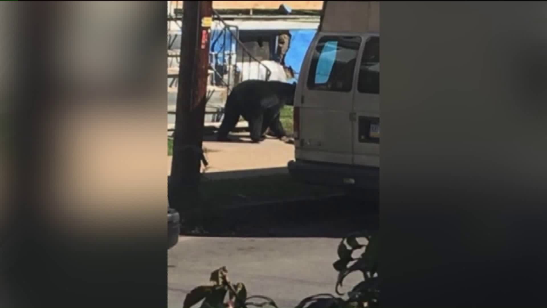 Bear Caught After Roaming Streets In Wilkes-Barre