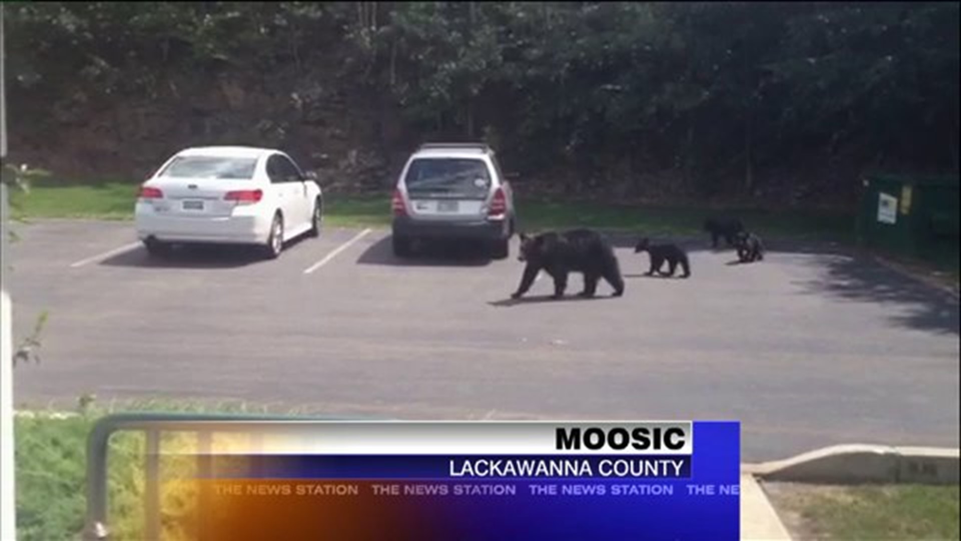 Mama Bear, Baby Bears Strolling By