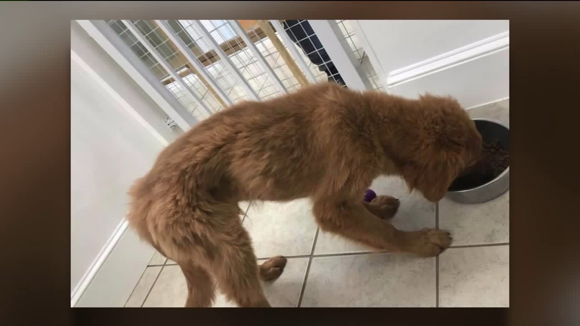 Puppy Boutique Under Investigation After Pictures Posted on Social Media