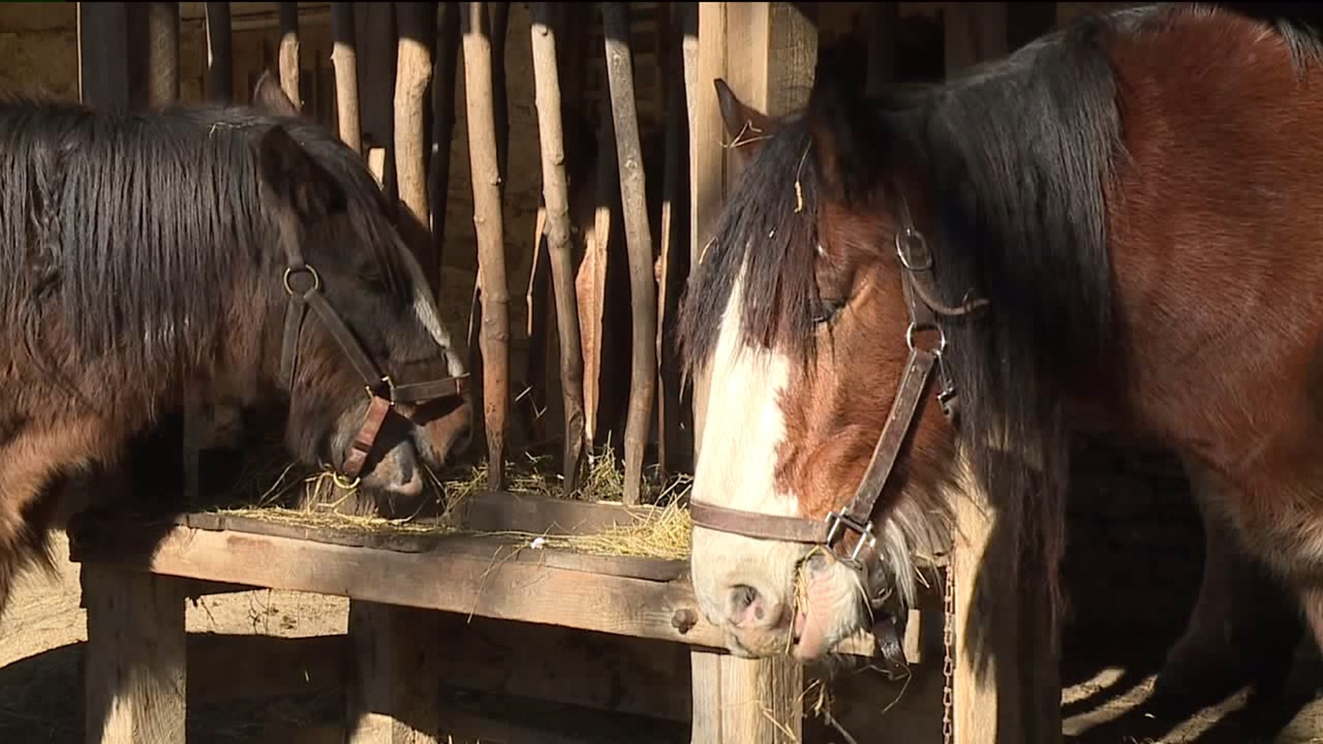 Horses in 'Good Shape' After Icy Plunge