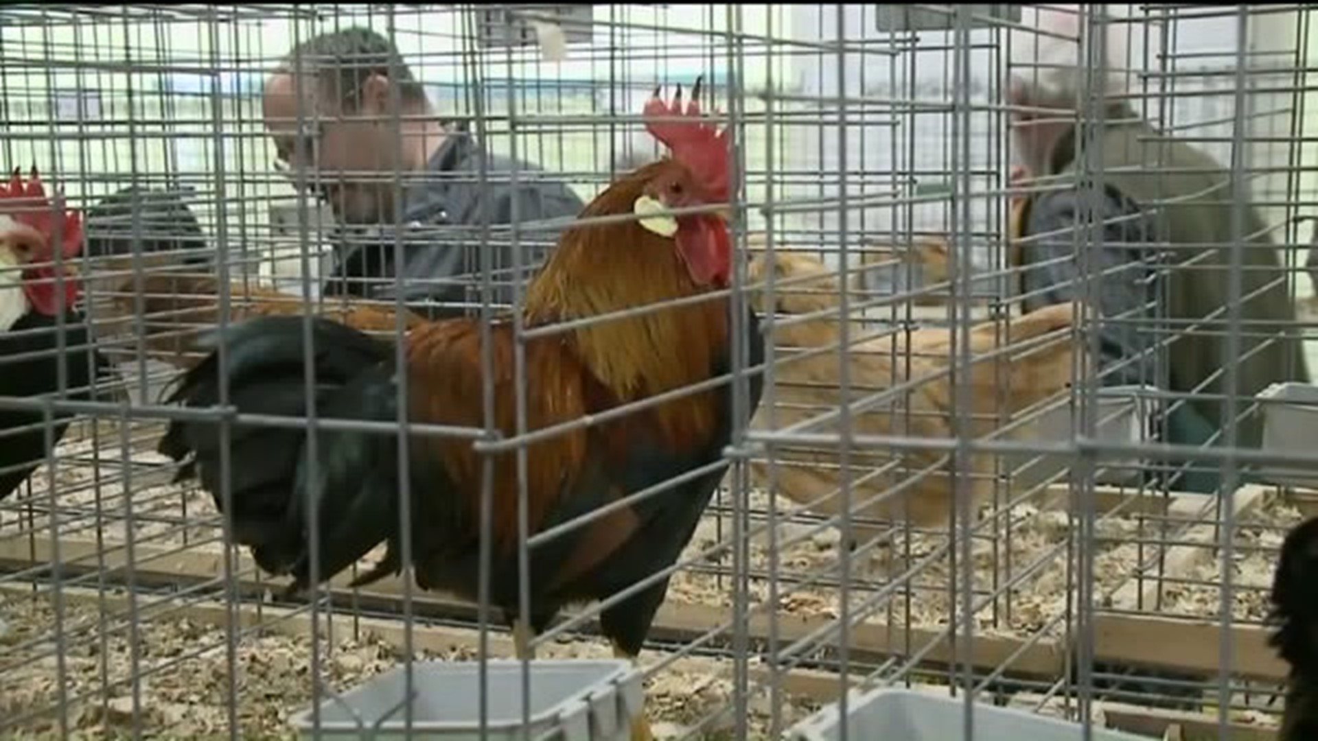 The Birds are Back at the Farm Show