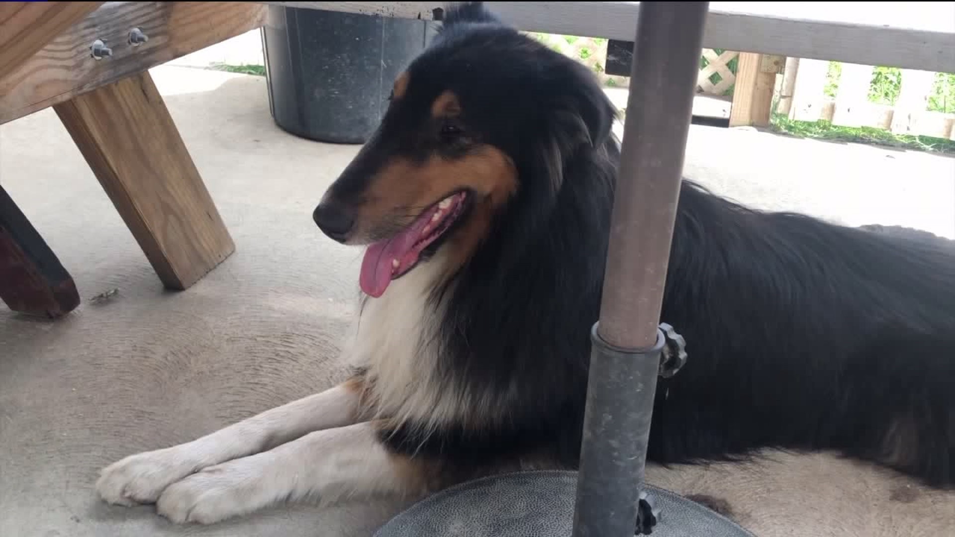 After Being Lost for Two Months, Family`s Pet Collie Is Back Home