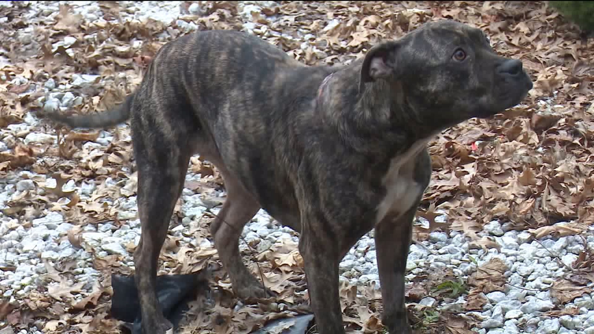 Man Accused of Stabbing Pet Dog