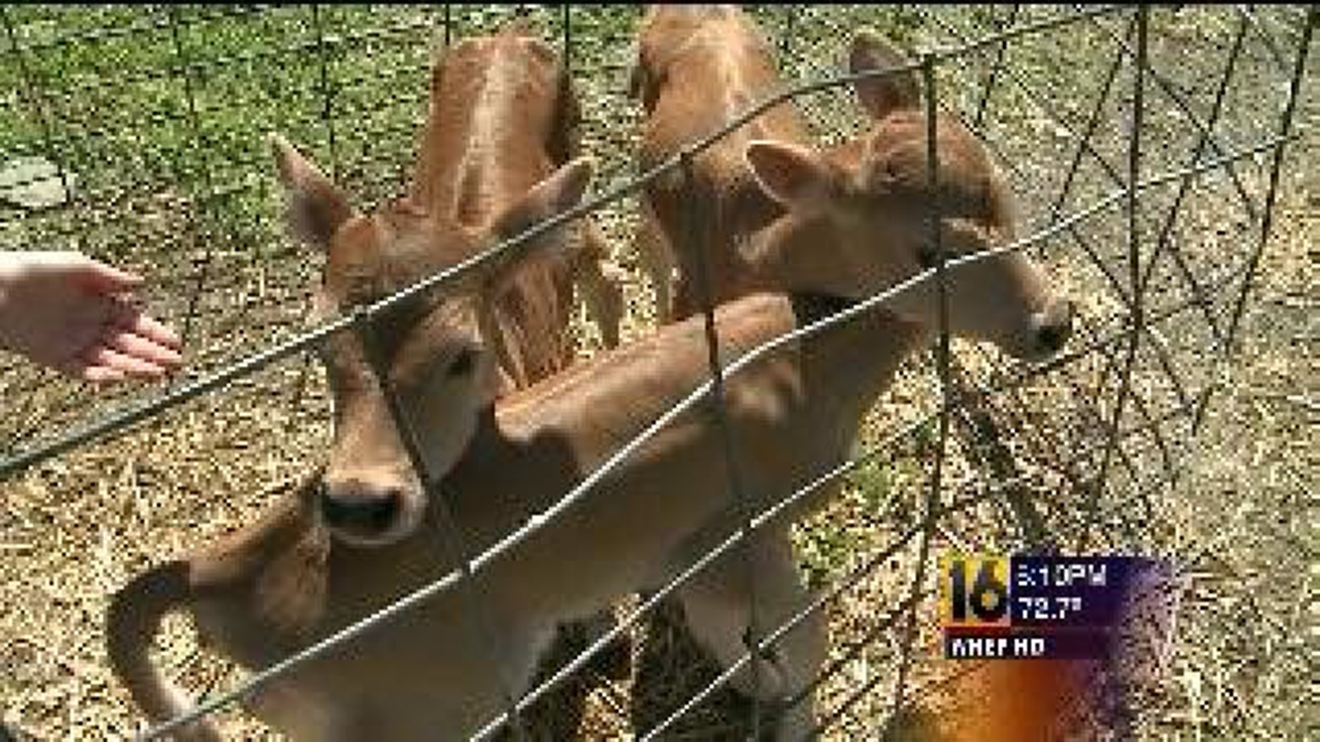 Against the Odds: Triplet Calves Born