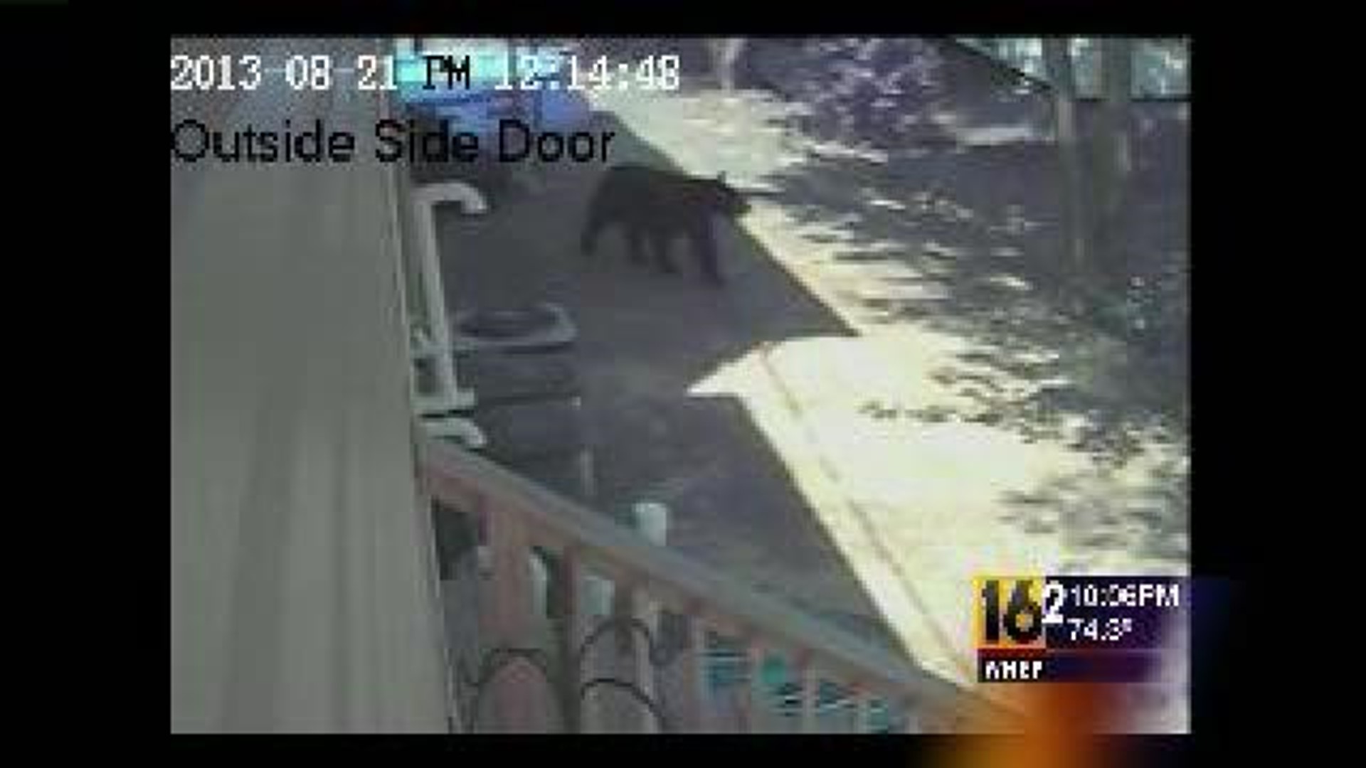 Bear Caught On Camera In Avoca