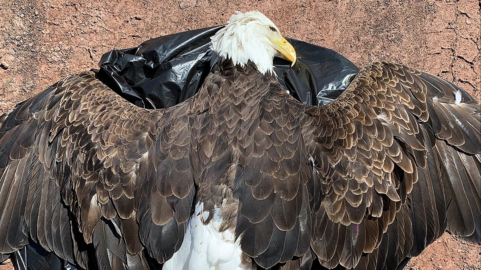 Game Commission investigating bald eagle deaths in Wayne County | wnep.com