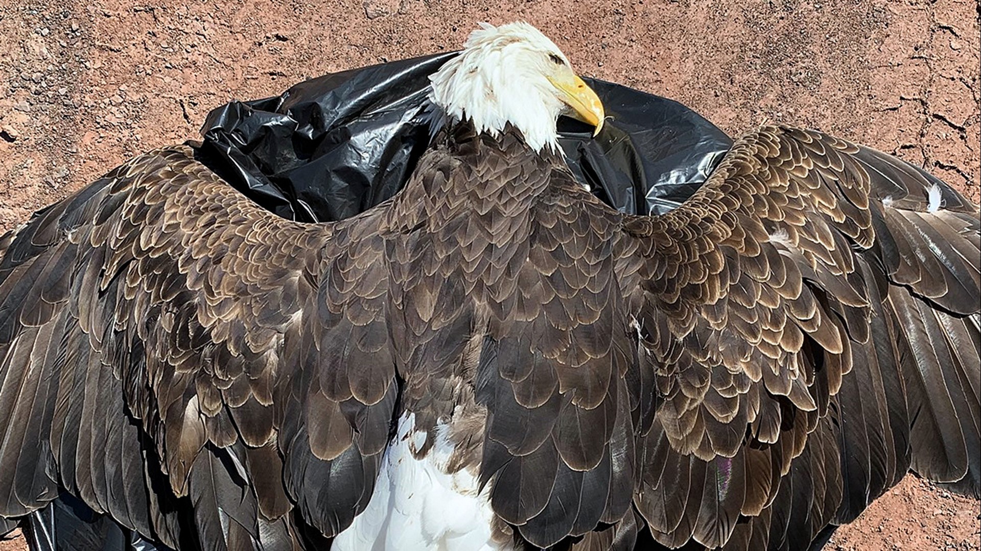 The birds were found in the same area over the last two months.