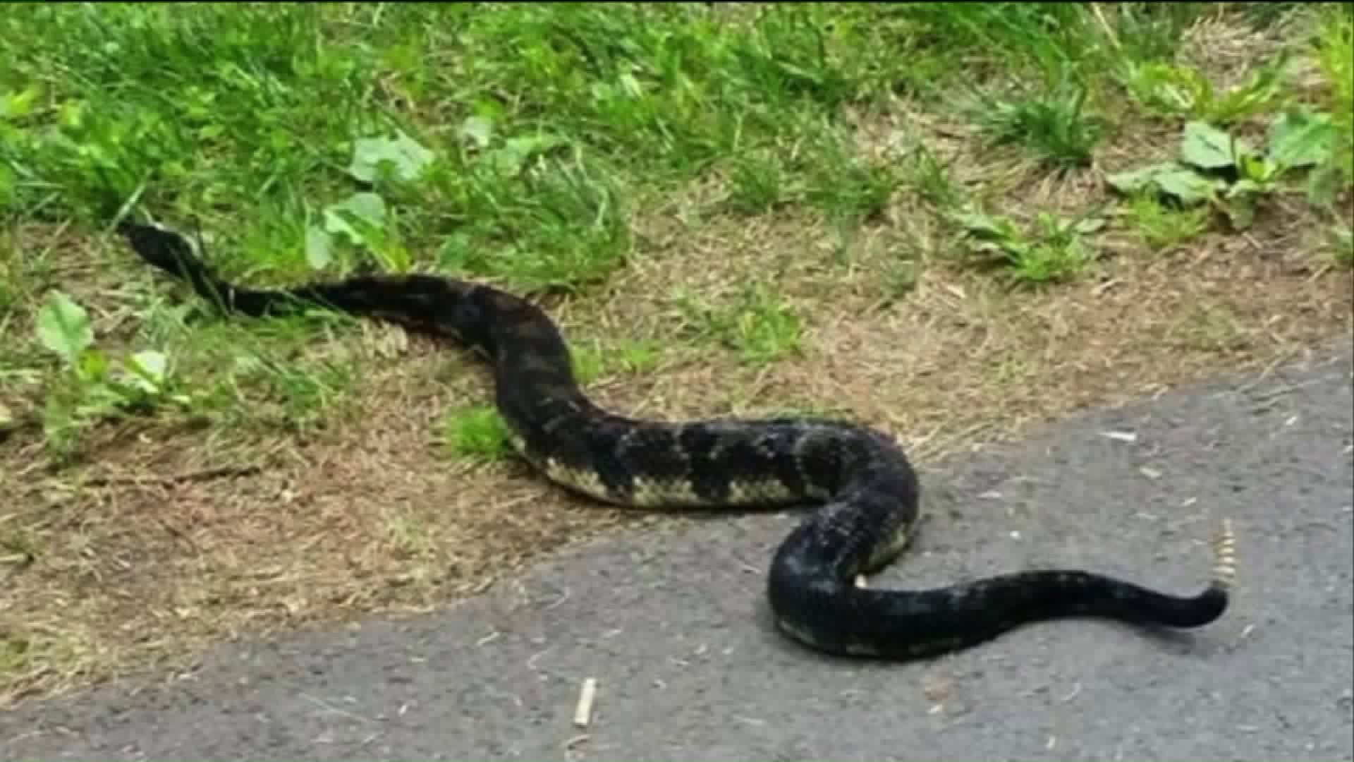 Construction Project Causing Snake Problem?