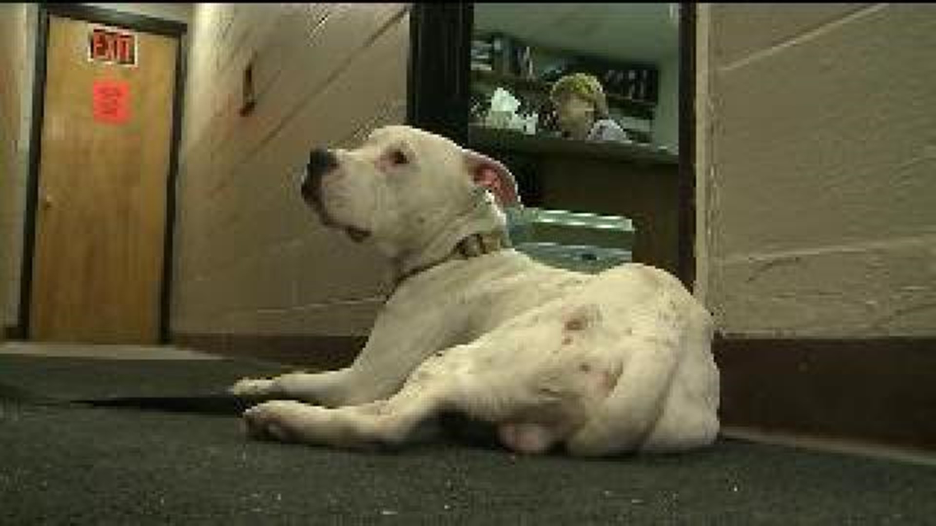 Police: Dog Tied And Abandoned In The Cold