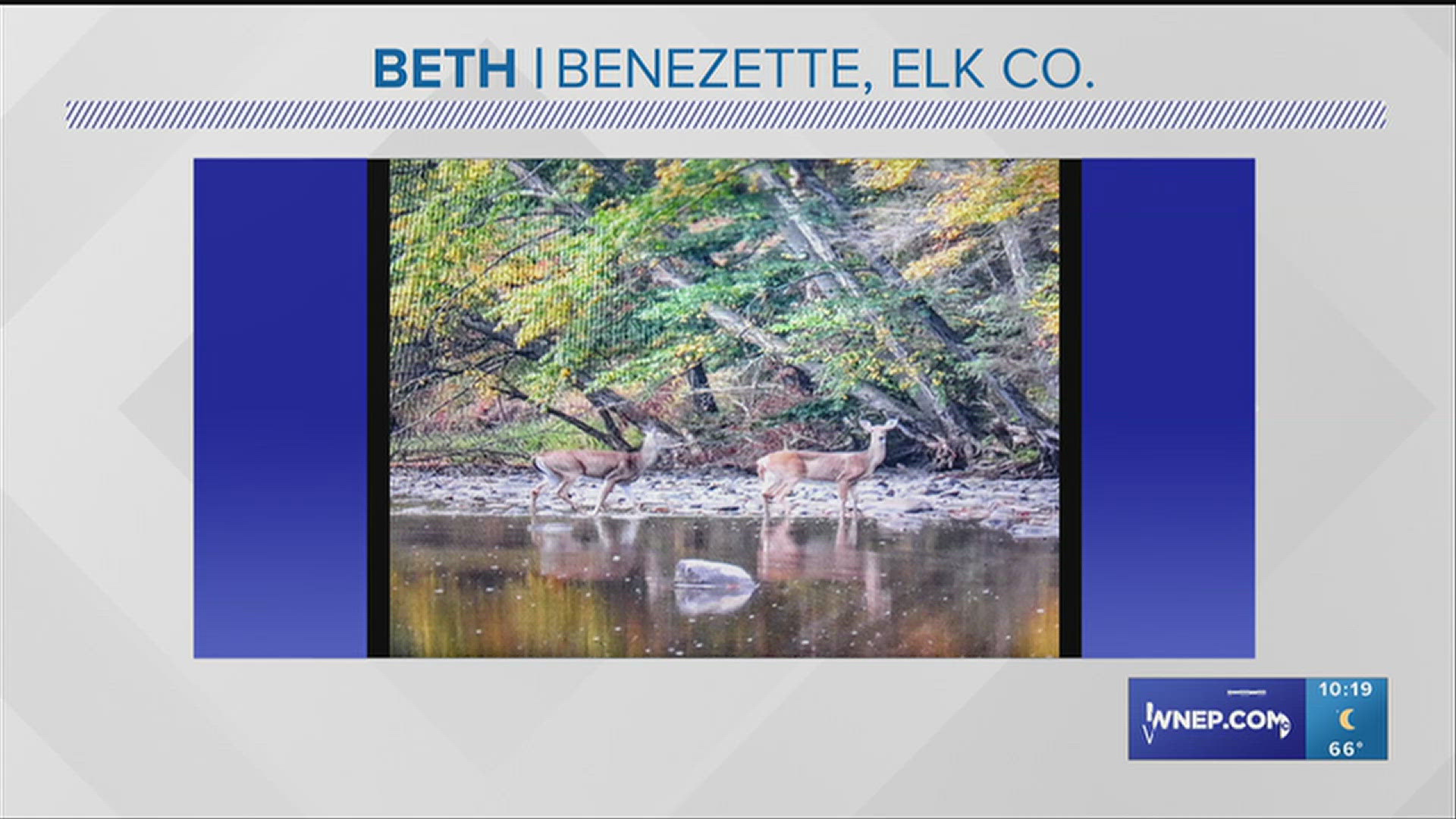 10PM Forecast: Did you know PA has the largest free-roaming elk herd ...