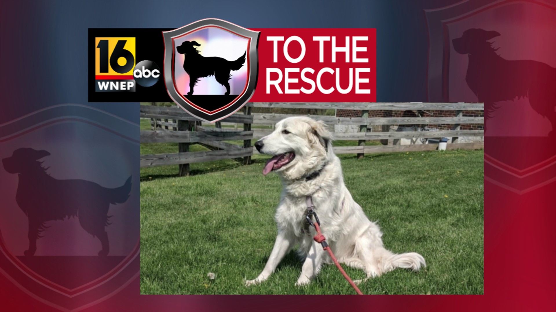 Carrie has been with the rescue for close to a year. She was adopted but was returned because it wasn't the right home environment for her.