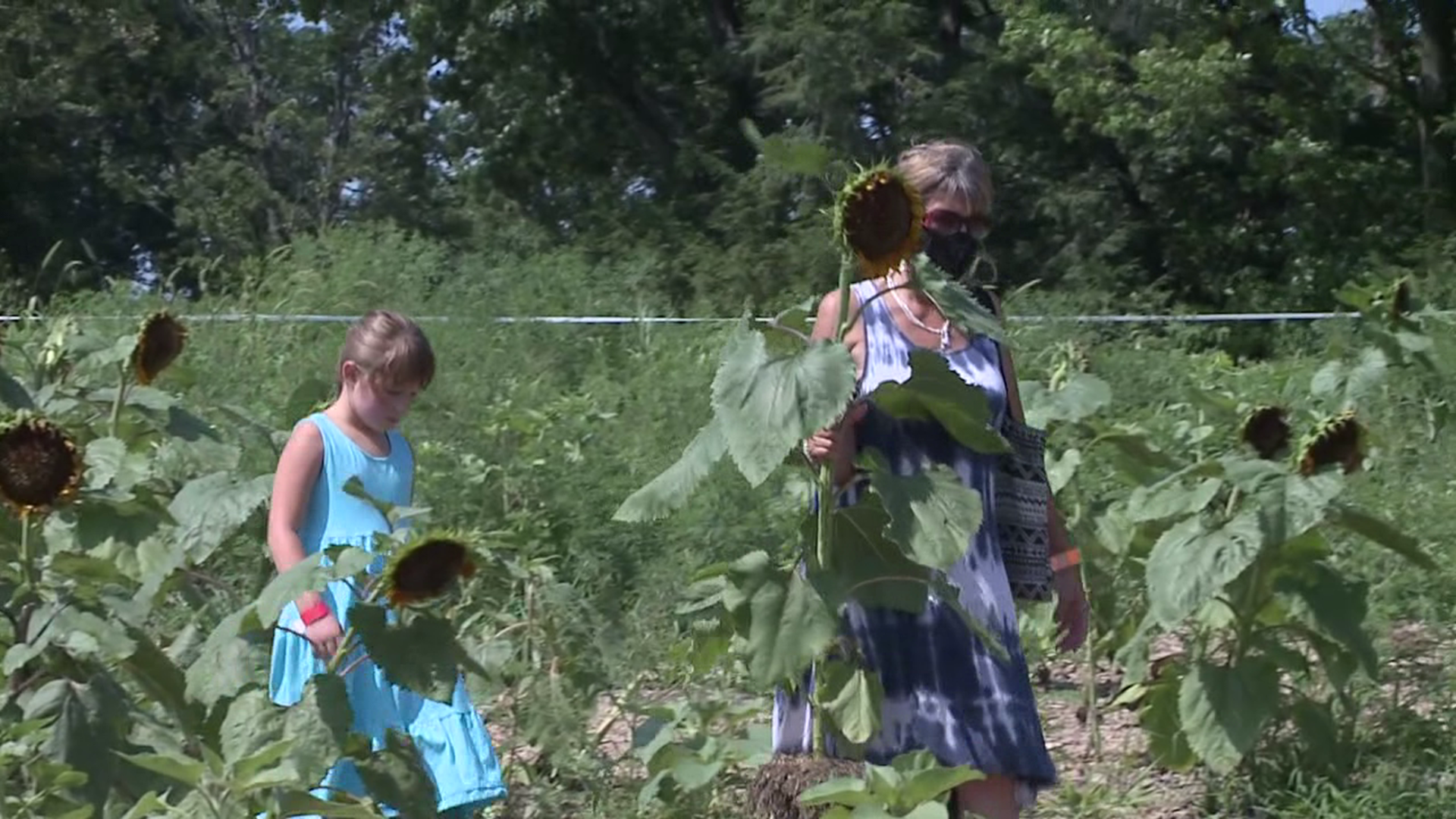 Yenser's Tree Farm hosted its first-ever sunflower festival.